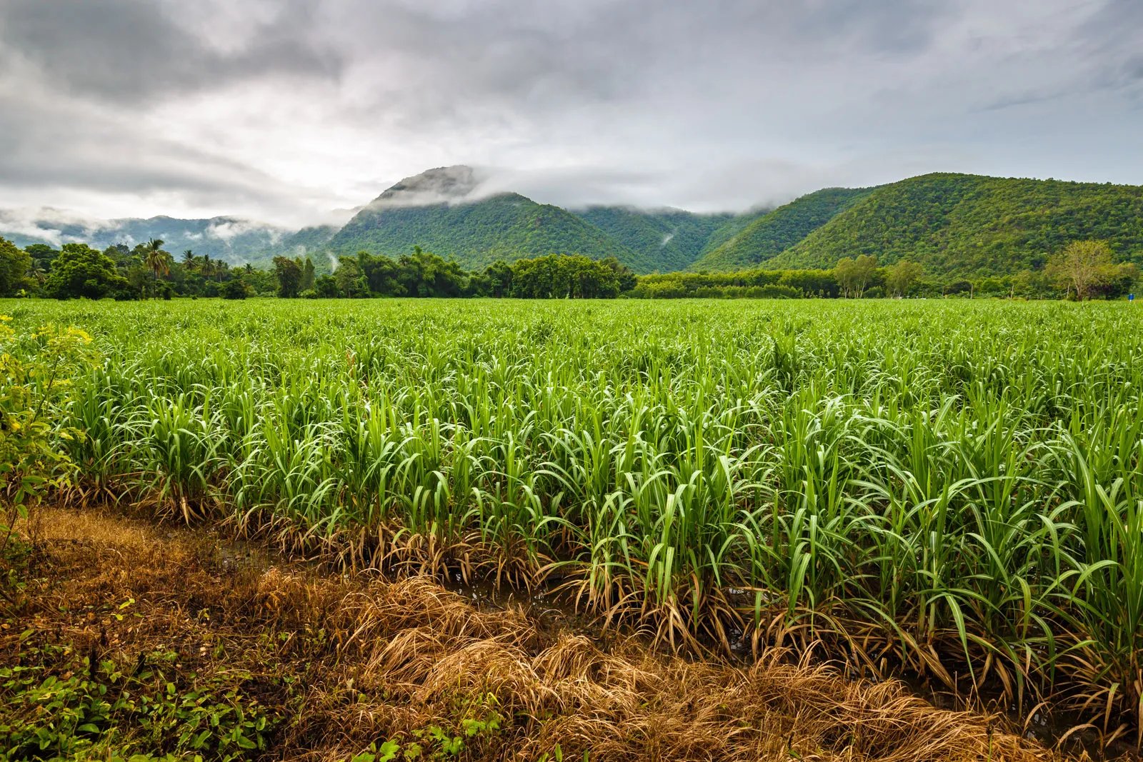 Sugar cane field